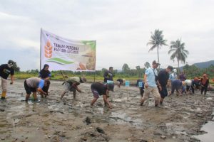 Tanam Perdana padi menggunakan metode SRI Organik di Desa Uluere