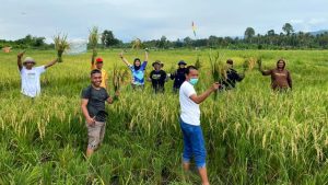 Panen perdana di Blok Bahodopi
